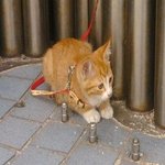 우리집 고양이 금동이