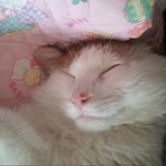 (사진有)귀요미 우리 고양이~