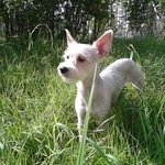 ★★★서서조는 우리강아지두콩이★★★