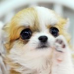 ★우리집강아지를소개합니다★☆우강소(개판)☆