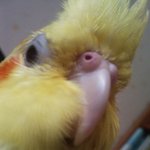 ★★★피카츄닮은 우리<b>앵무새</b>★★★