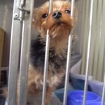 ★☆● 보호소 <b>철장</b> 안의 동물도 사랑해주세요 ★☆●