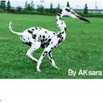 님들 이새 무슨새인줄<b>아심</b>?