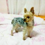 ★★★★★<b>단군</b>이데려가실분찾아요★★★★★★