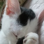 우리집고양이<b>로또</b>를소개합니당