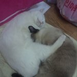 ★여자 고양이 세마리 + 여자 사람 둘이 사는 이야기