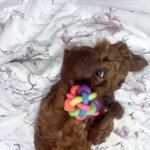 애견샵에서 죽어가던 <b>개초</b>코 역전 스토리.