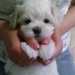 ★강아지가 <b>큐빅</b>똥을 쌌어요..