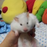 ♥울집 샴고양이 多♥동물판 생길때도 되지 않았니?????♥♥ㅍ잠탱이...