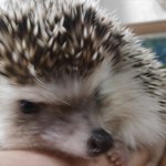 ♥♡♥♡사진有!!))우리집안의 또하나 훈훈한 가족♥♡♥♡)+후기