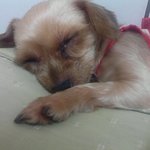 ★★★사진 有) 우리집 소심한 강아지! 이름은 <b>소망</b>이라지요★★★