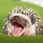 하품하는 모습이 귀여운 <b>동물</b>들