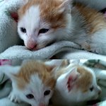 ♡♥♡♥♡♥♡♥우리집귀요미, 남매고양이♡♥♡♥♡♥♡♥