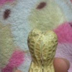(사진有)<b>땅콩</b>이..........♥
