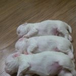 봉자의 하루 ♡개판!!!
