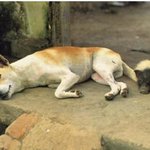 [추천도서]휴식이 필요한가요? 후지와라 신야의 “인생의 낮잠” 추천합니다