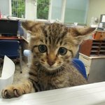 ★★★★★우리집 개그묘(고양이)를 소개합니당★★★★★