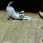 ★★★꼬질꼬질했던 우리<b>집</b> 고양이 나비를 소개해요!!!★★★