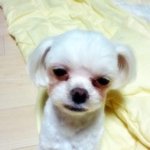 진정한 개판이 있도다!!! 현장으로 목격하시오!!!!