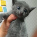 사진有) 고양이판) 하는짓이 이쁜 우리 <b>타미</b> 소개합니다.!