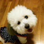 사진 유느님.우리집상전개님들과의생활을공개합니당