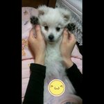 ♥개판♥유별난스피츠와함께사는이야기!