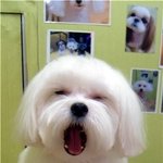 마ㄹ티즈가 내<b>머리위</b>로 지나가고 손해배상을 안해줌..도와주세요