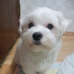 우리집 강아지 미용시켜놨더니....