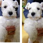 4살배기 화이트 슈<b>나우</b>져를 소개합니다.