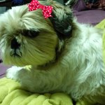 한마리 열 사람 안부럽다!! 겁나 <b>도도</b>한 우리집 다빈이를 소개합니다!...