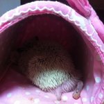 [동물판] 고슴도치 두얼굴! 고슴도치 잠버릇 구경하세요ㅋㅋ