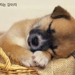 강아지가 잠자는 <b>자세</b> 25가지
