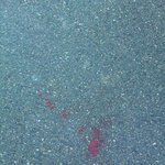 고양이 <b>사체</b>를 치우던 학생들