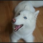 저희 <b>앵두</b>좀 찾아주세요