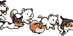 강아지 짤방 사진 ◕ܫ◕