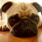 [개판♥] 못생긴 매력덩어리 퍼그당  ♡_♡