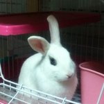 사진다량有느님/스압주의★시크돌 대신 시크토끼는 어떠세요?!>_<