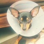 내 개를 동네방네 알리려한다