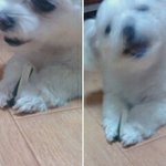 우리집 강아지♥기엽나여