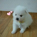 ★☆★☆★제 이름은 '김땡이', 스피츠죠☆★☆★☆