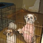 작은 유기동물보호소의 40여 아이들이 살곳을 잃게되었습니다...