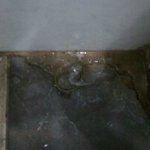 [사진有]화장실에서...................봐버렸어요....