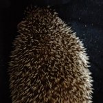 ☆★저희 집 이쁜이 고슴도치를 소개합니다★☆(가벼운 스압)