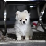 [수정] 강아지미용을 시켰는데 ㅈ<b>꼭지</b>를 잘라놨어요