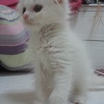 우리 고양이 루니