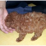 우리집 강아지 뿌꾸를 소개합니다.