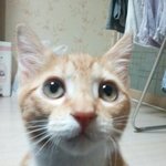 동영상有)) 이게 혹시 사람인가요?