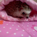 ☆★☆우리 집 막내를 소개합니다☆★☆