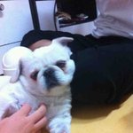 ★★★★★★★★ 이것이바로!!!개판입니다!!!우리동네개 총출동!...