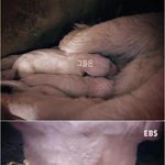 <b>늑대</b>(개)와 인간.jpg